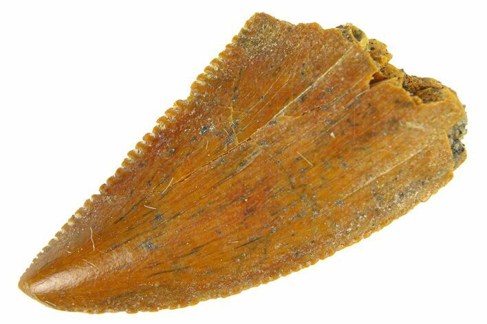 Serrated, Raptor Tooth - Real Dinosaur Tooth #294562